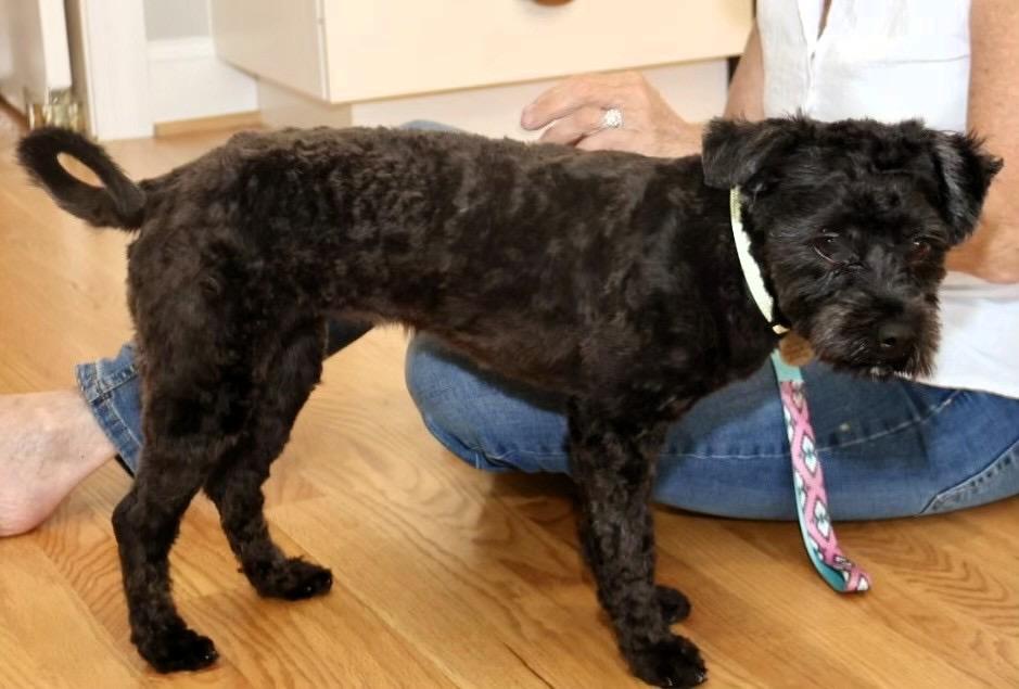 Stacy Sue, an adoptable Schnoodle in POTOMAC, MD, 20854 | Photo Image 4