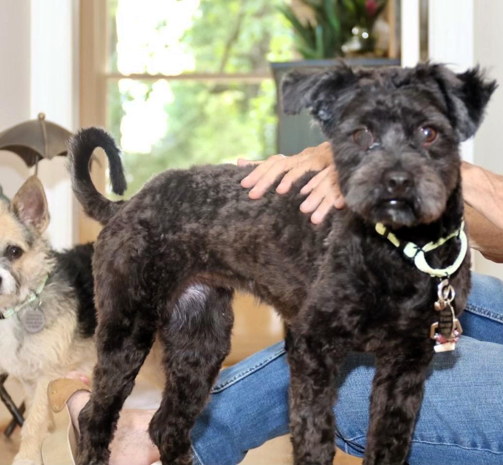 Stacy Sue, an adoptable Schnoodle in POTOMAC, MD, 20854 | Photo Image 5