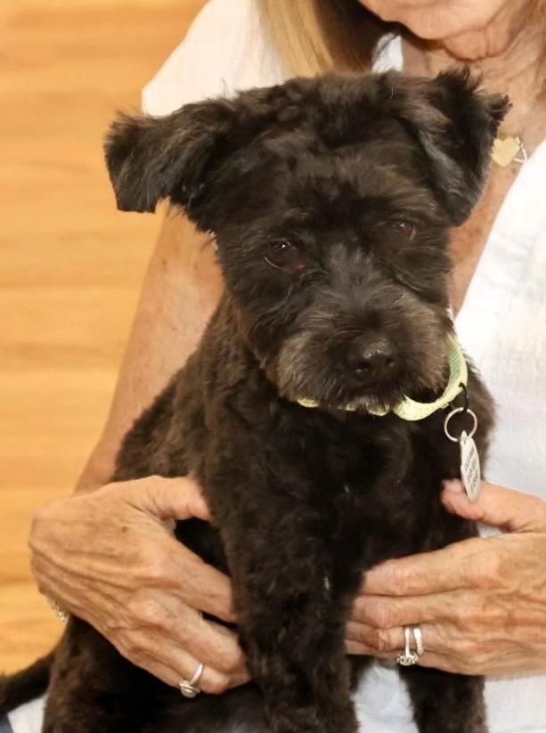 Stacy Sue, an adoptable Schnoodle in POTOMAC, MD, 20854 | Photo Image 6