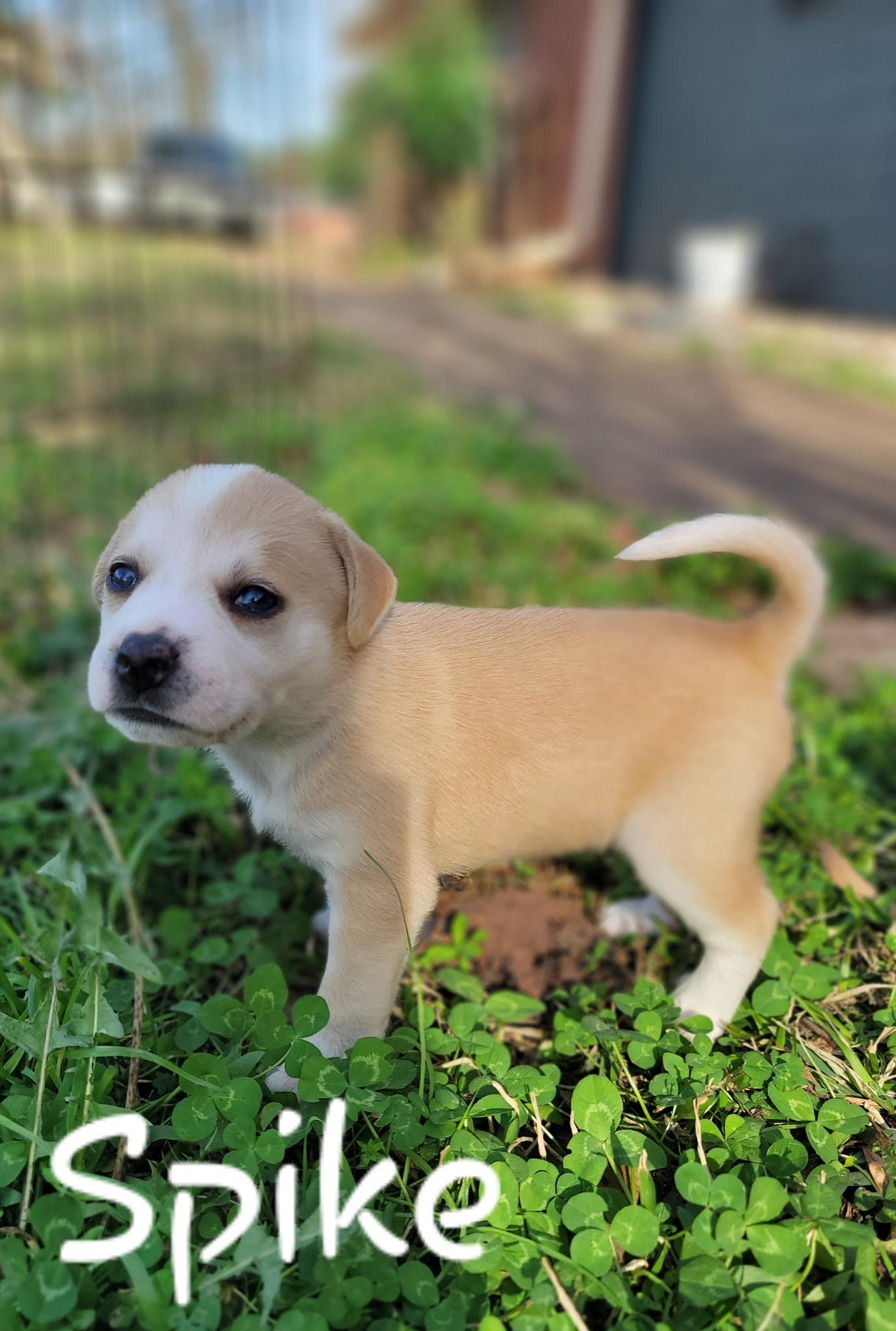 Spike, Adoptable, Puppy Male Shepherd.