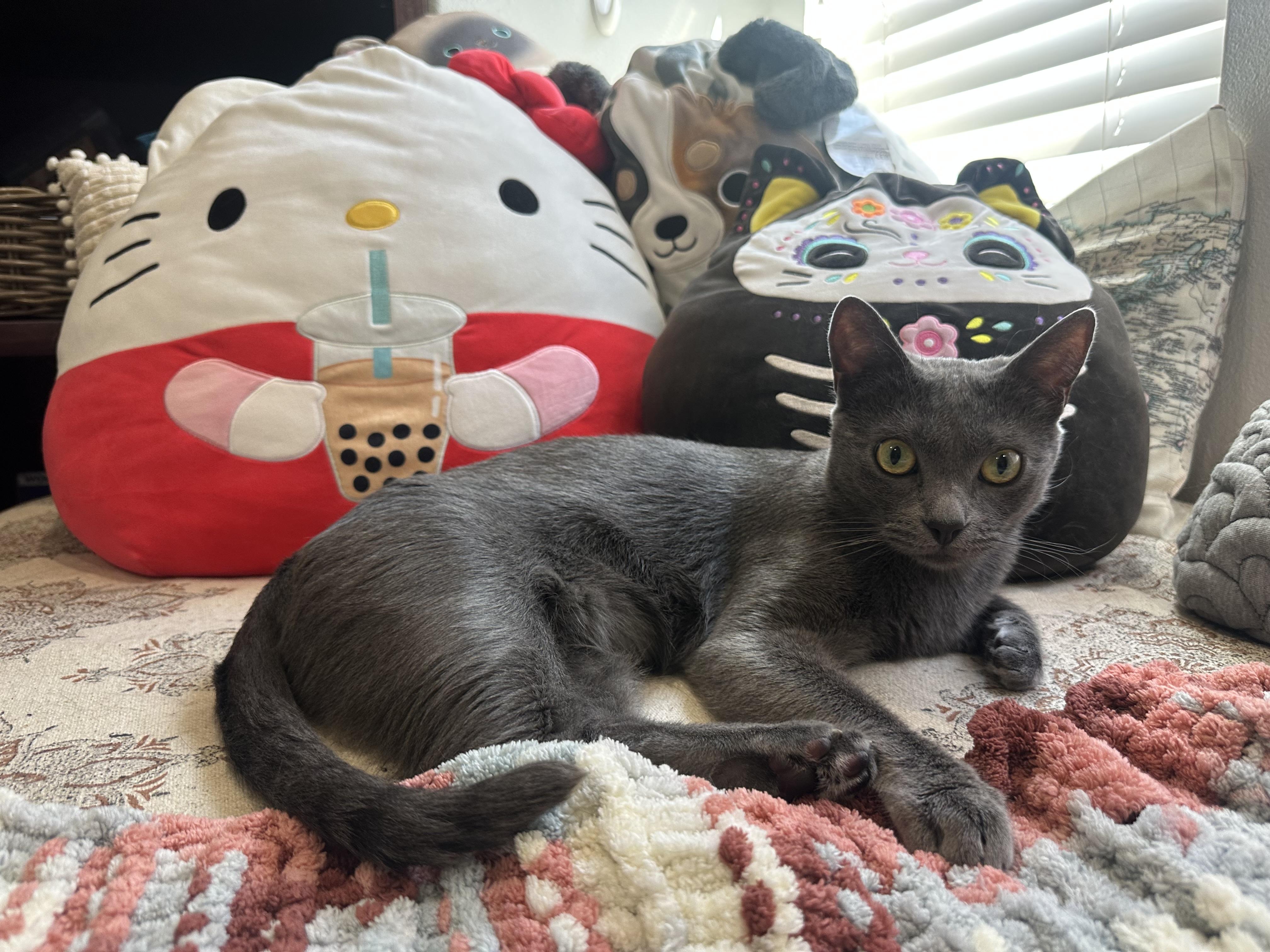 Koa, an adoptable American Shorthair, Abyssinian in Laguna Beach, CA, 92651 | Photo Image 5