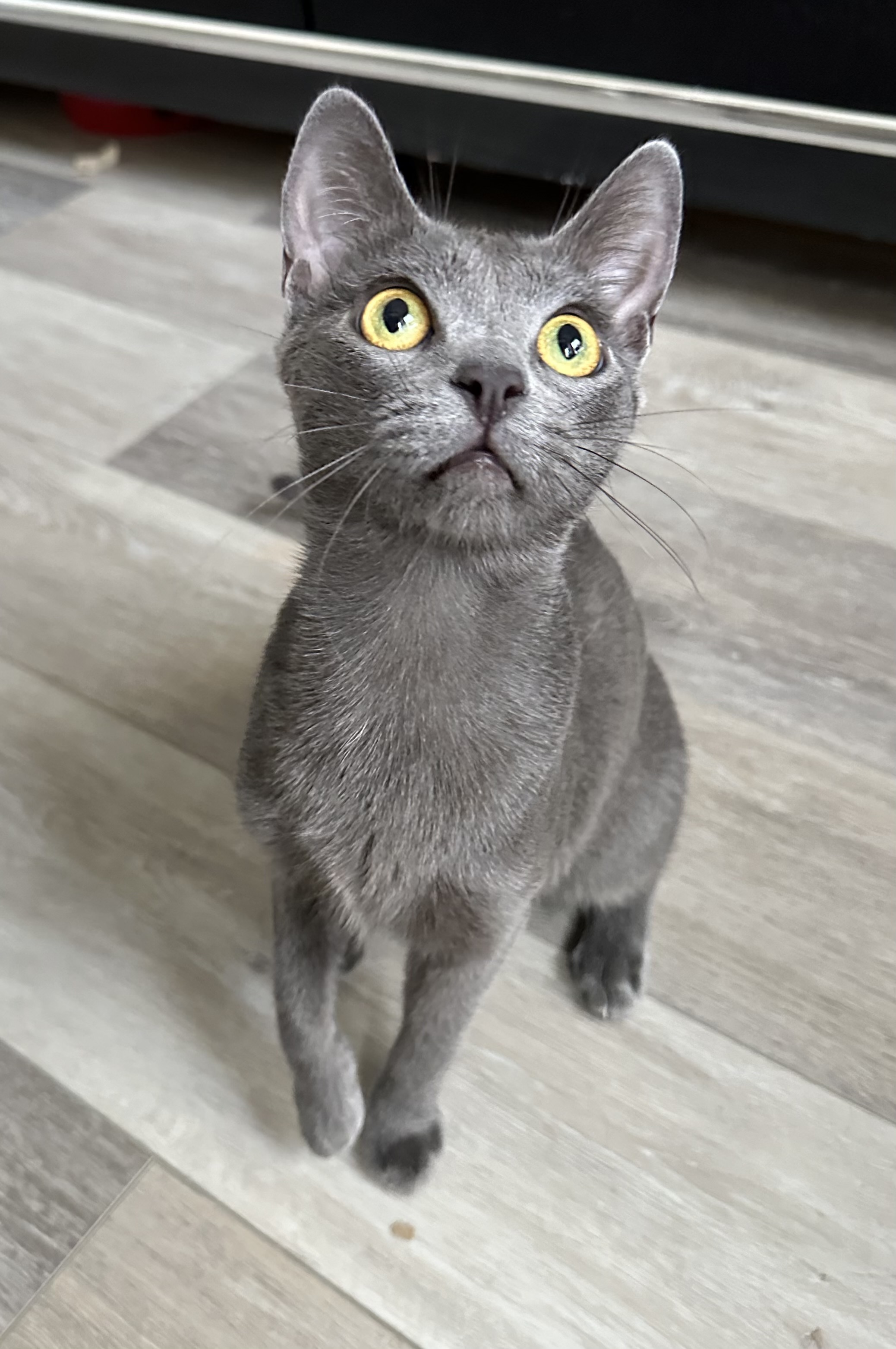 Koa, a Adoptable mixed breed in Laguna Beach, CA image 4/6