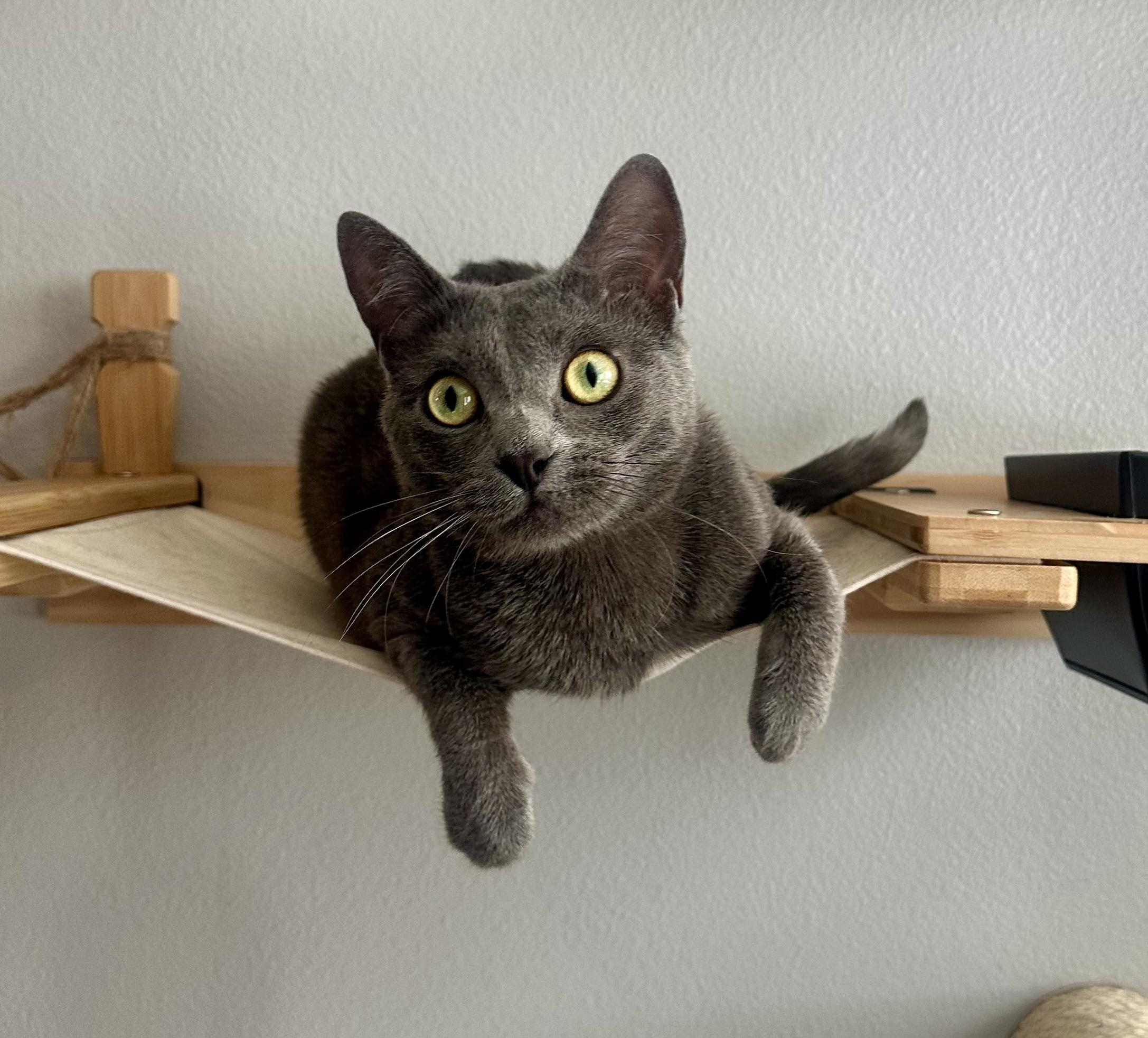 Koa, Adoptable, Kitten Male American Shorthair & Abyssinian.