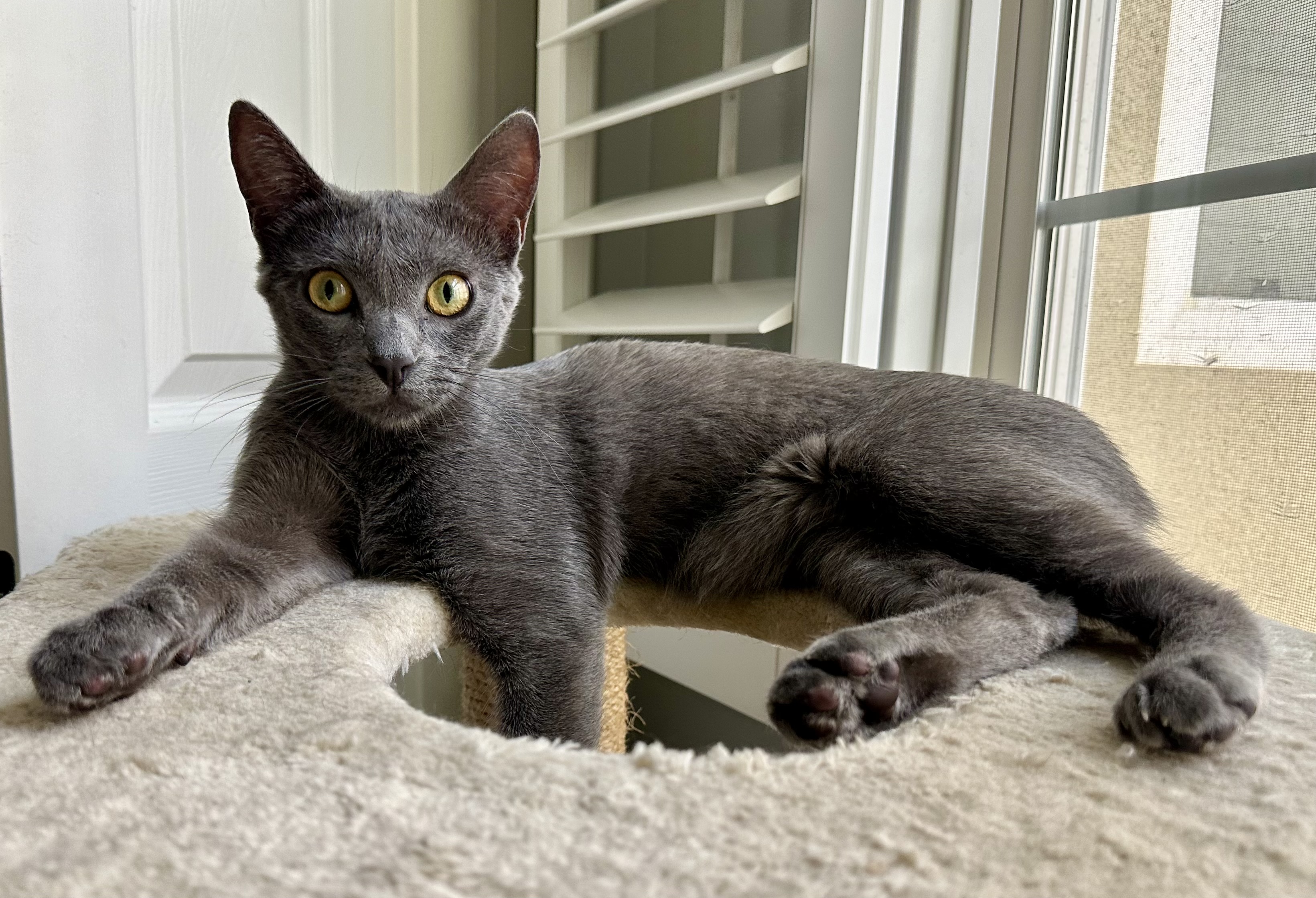 Koa, Adoptable, Kitten Male American Shorthair & Abyssinian.