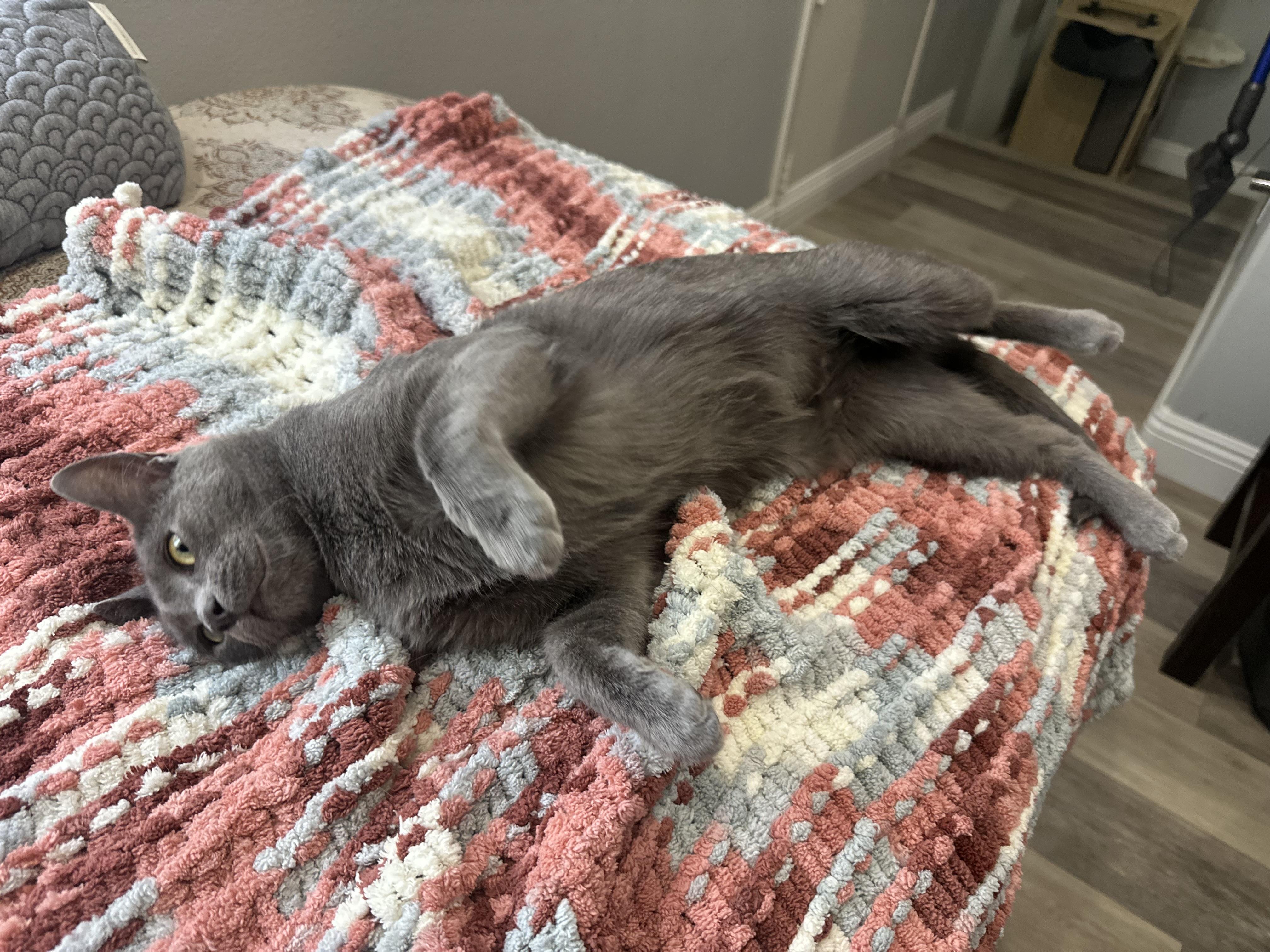 Koa, an adoptable American Shorthair, Abyssinian in Laguna Beach, CA, 92651 | Photo Image 3
