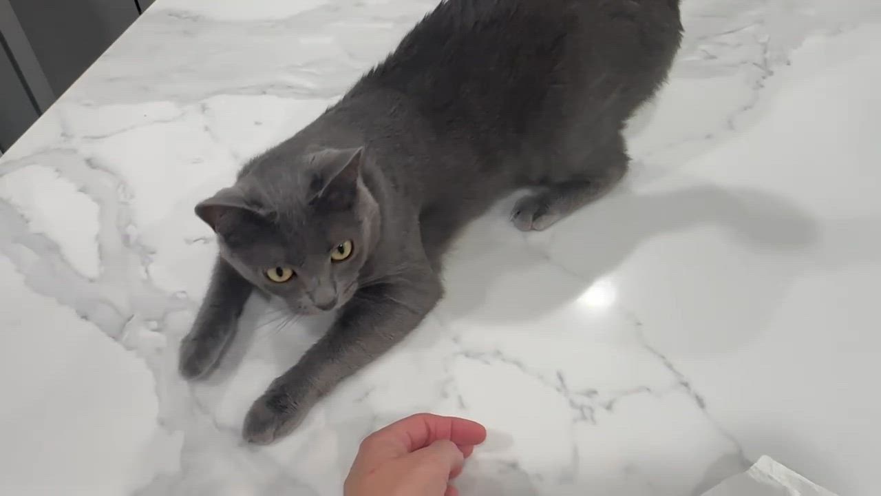 Enlarge Koa, a Adoptable mixed breed in Laguna Beach, CA video 5/6