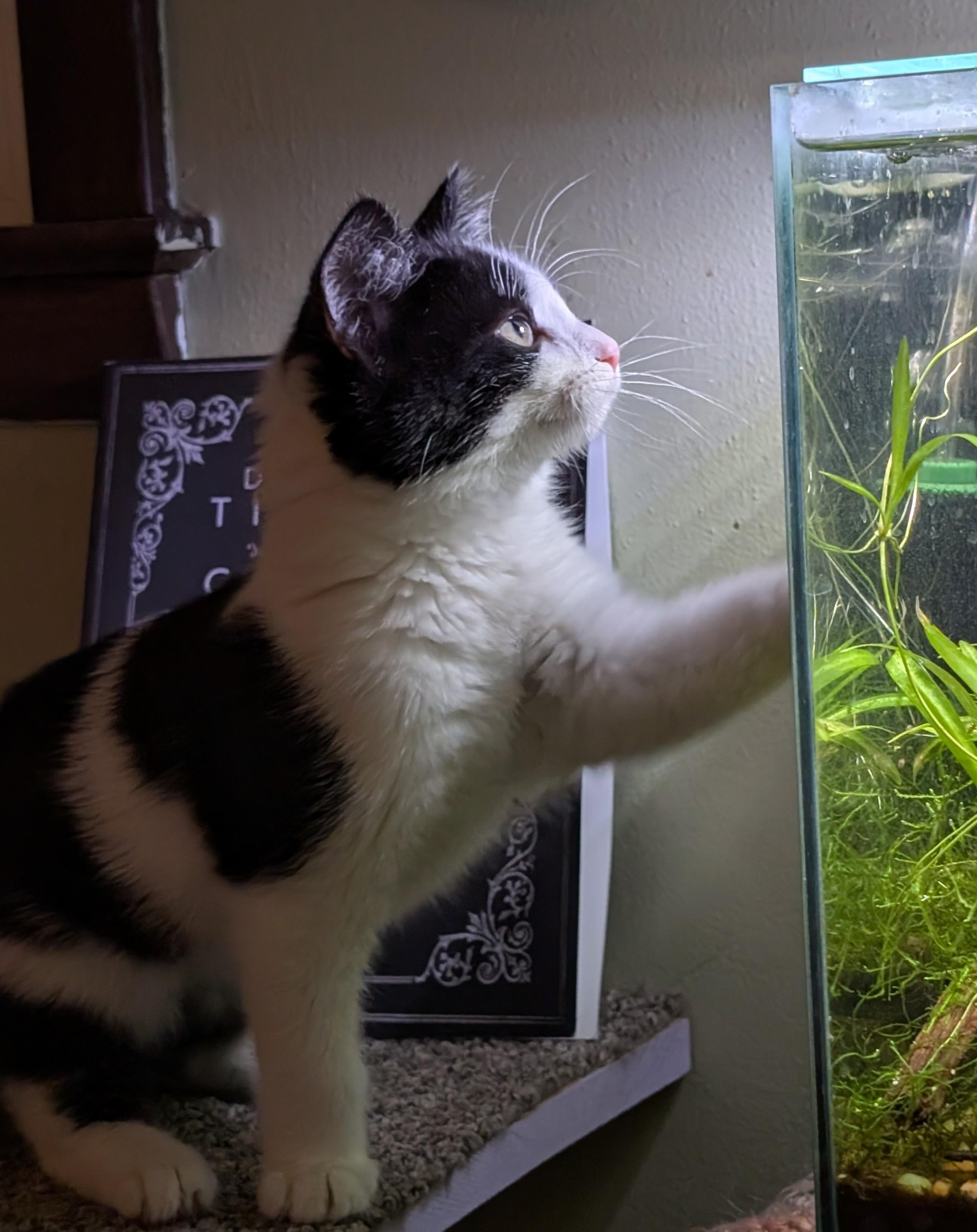 Jub-Jub Toots, an adopted Domestic Short Hair in Madison, WI image 4/5