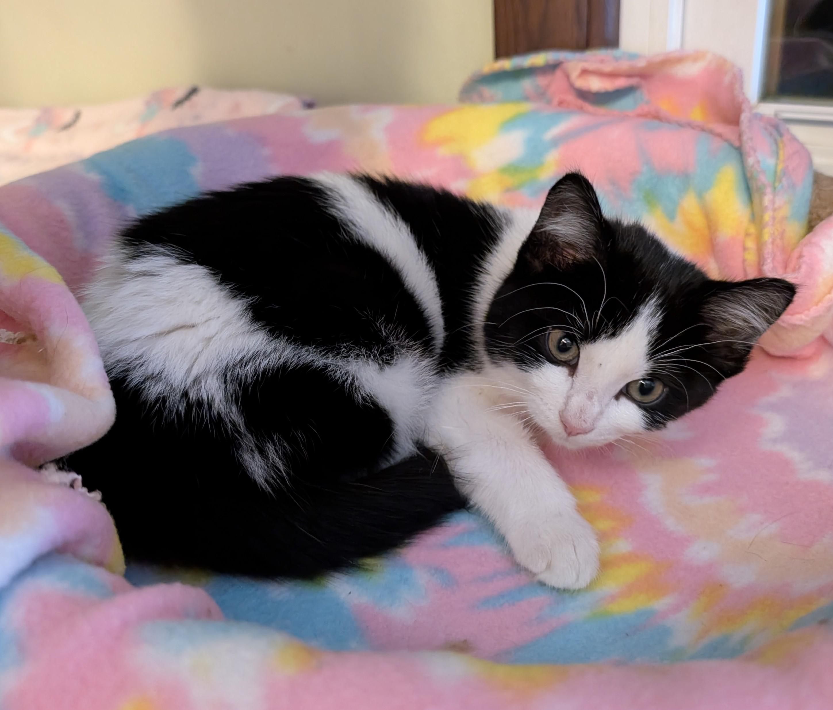 Jub-Jub Toots, an adopted Domestic Short Hair in Madison, WI image 5/5