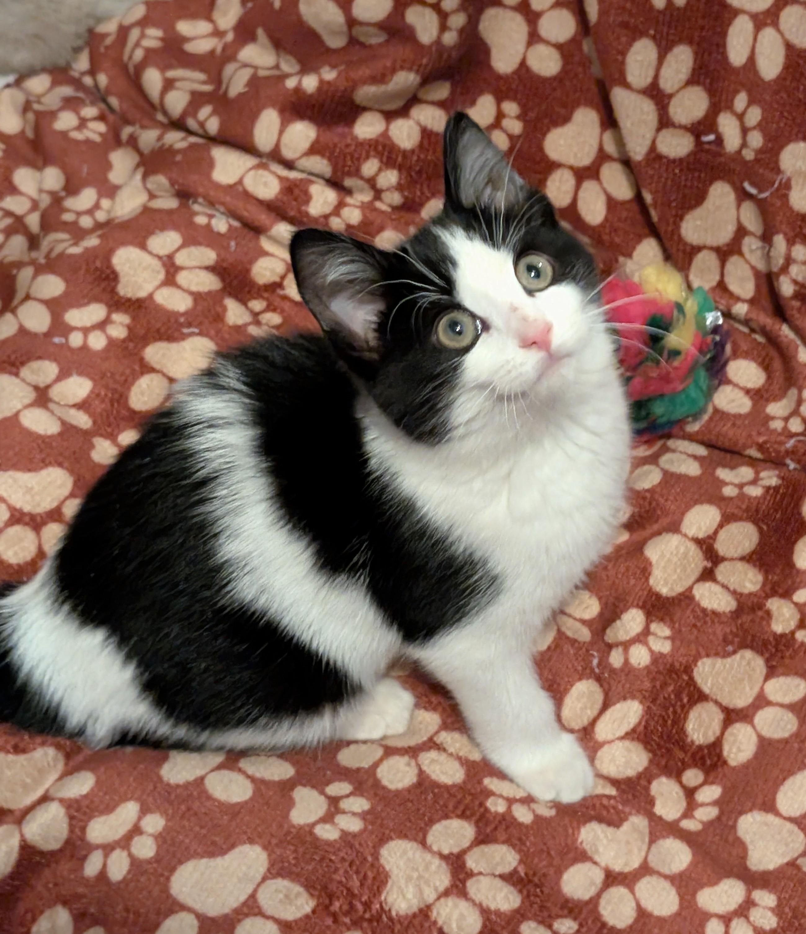 Jub-Jub Toots, adopted, Kitten Female Domestic Short Hair.