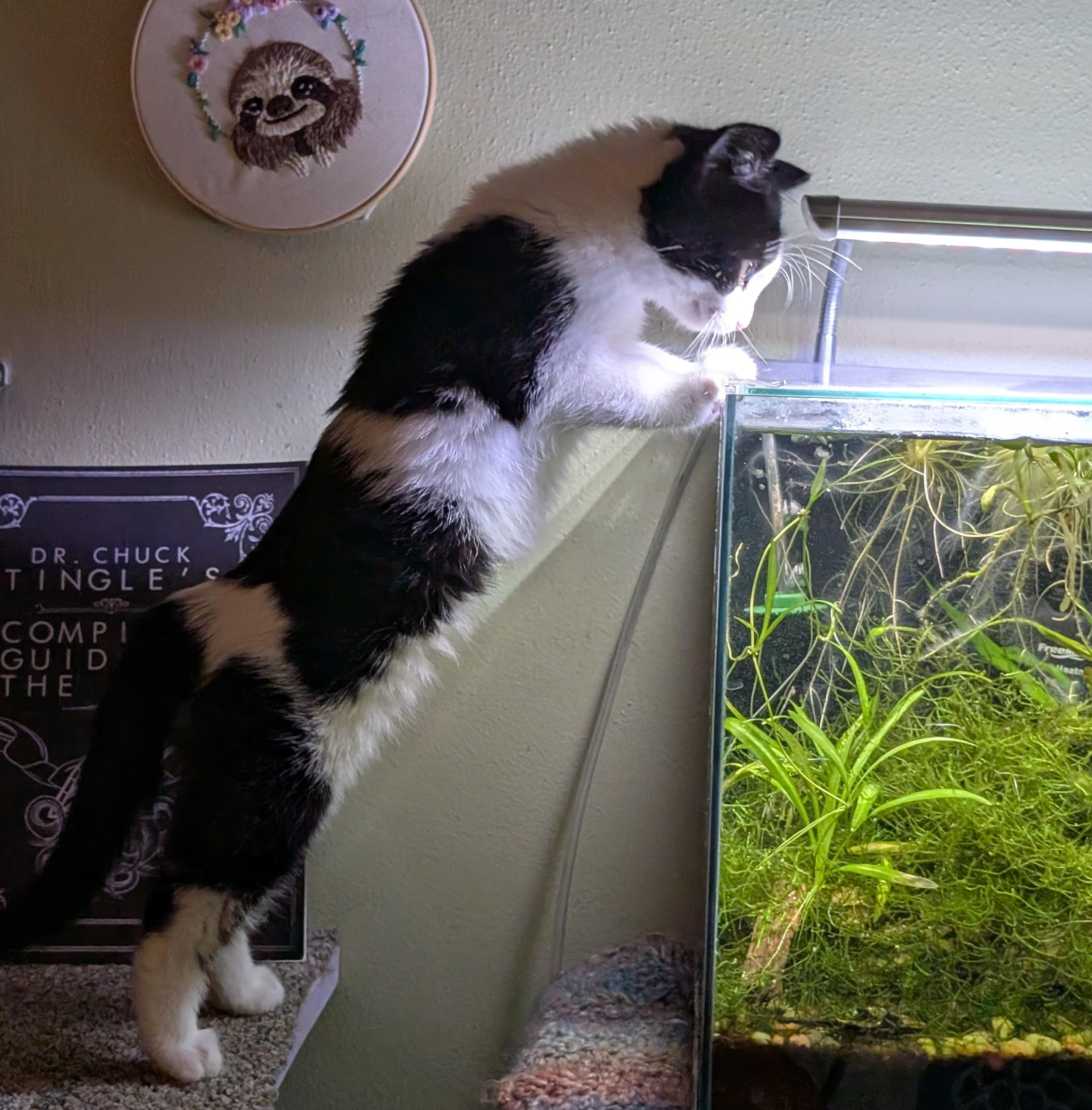 Jub-Jub Toots, an adopted Domestic Short Hair in Madison, WI image 2/5