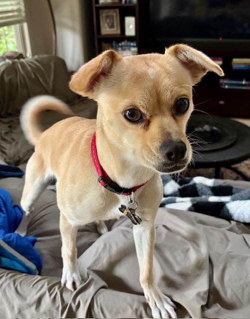 Tito, a Adoptable mixed breed in Scottsdale, AZ image 1/6