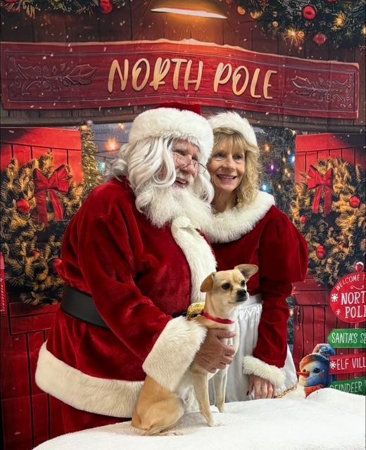 Tito, a Adoptable mixed breed in Scottsdale, AZ image 2/6