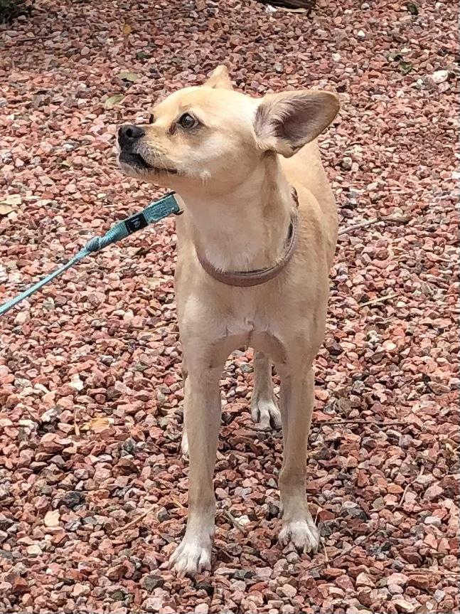 Tito, a Adoptable mixed breed in Scottsdale, AZ image 3/6