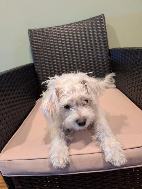 Polar Bear, an adopted mixed breed in Central Islip, NY image 4/4