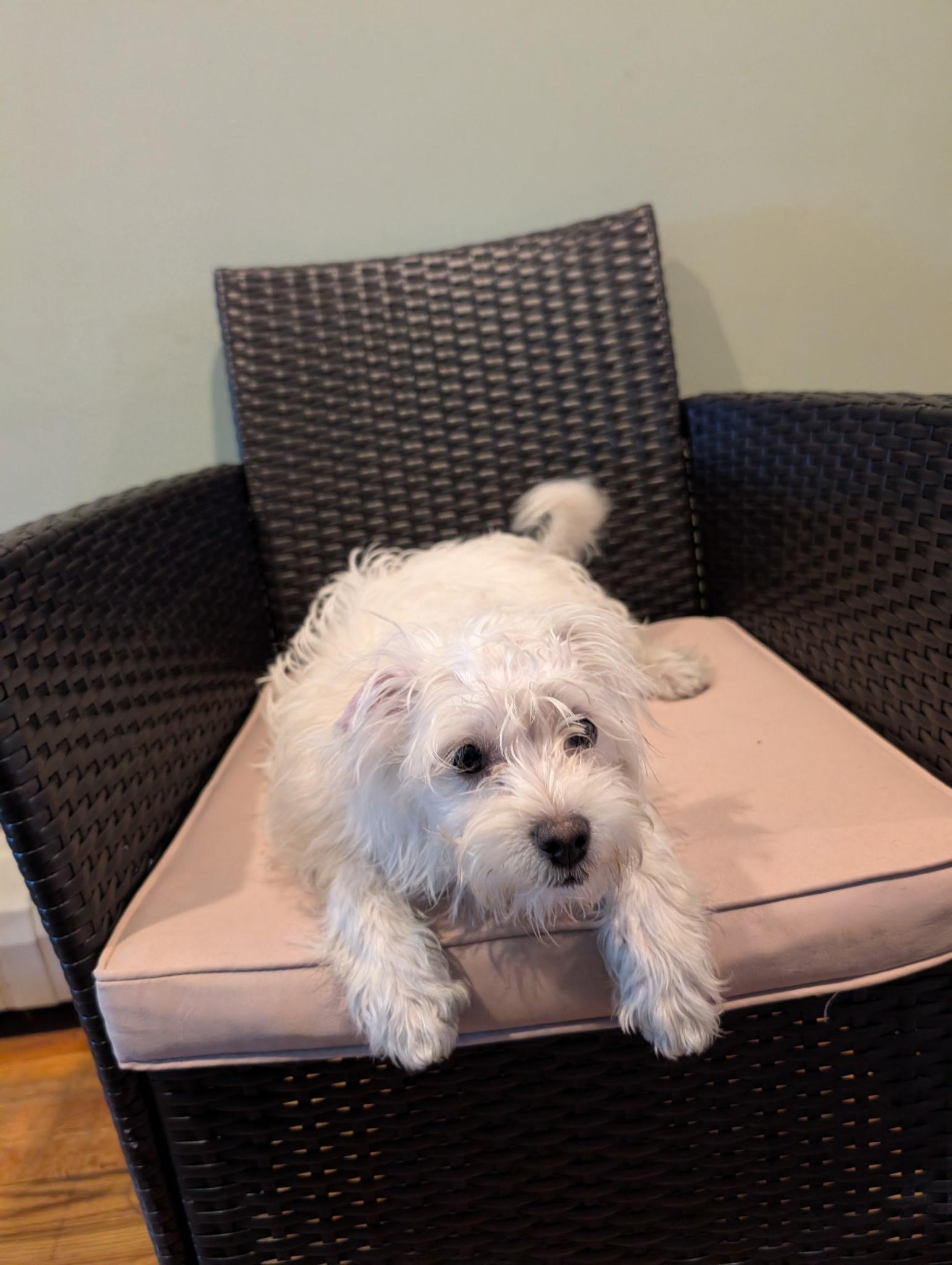Polar Bear, an adopted mixed breed in Central Islip, NY image 2/4