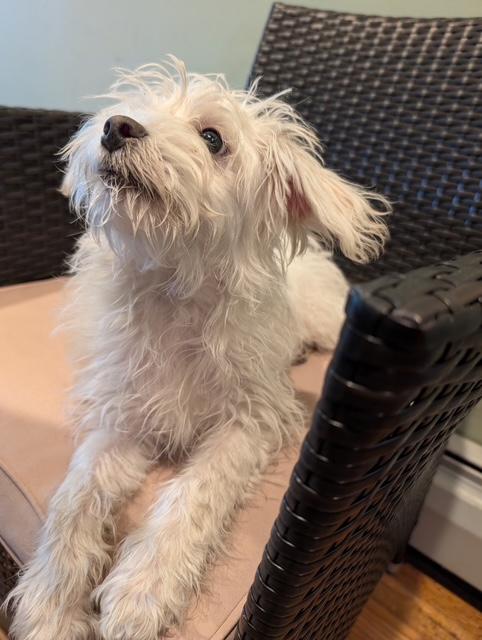 Polar Bear, an adopted mixed breed in Central Islip, NY image 1/4