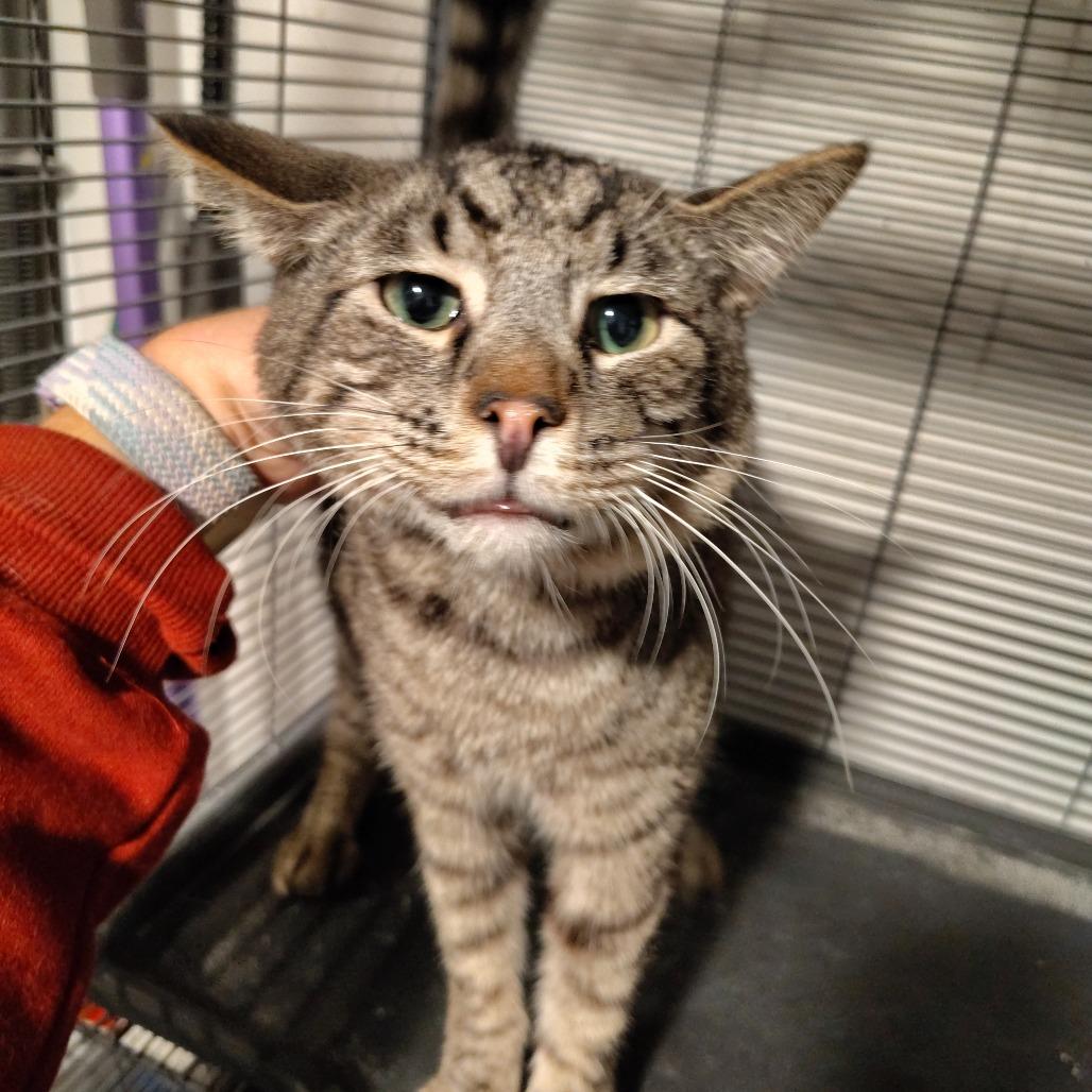 Tigger, Adoptable, Adult Male Domestic Short Hair.