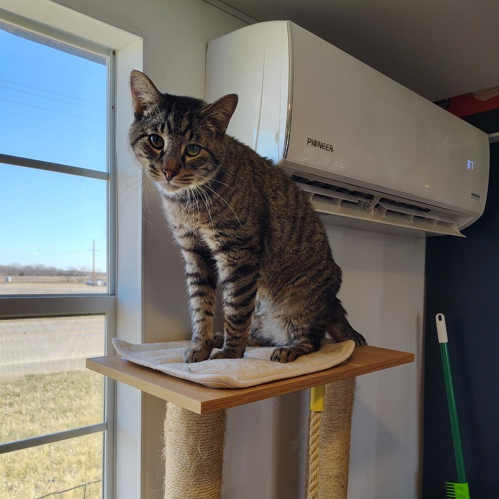 Enlarge Tigger, a Adoptable Domestic Short Hair in Osawatomie, KS image 2/2