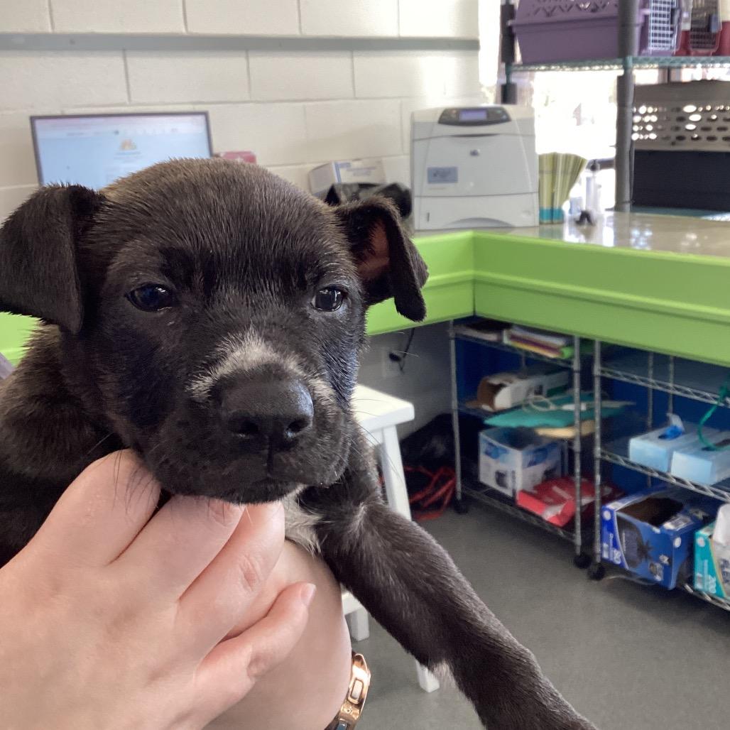 Savvy, Adoptable, Young Female Terrier.