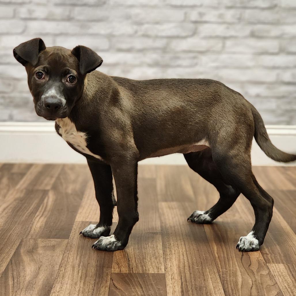 Savvy, a Adoptable Terrier in Montgomery, AL image 3/3