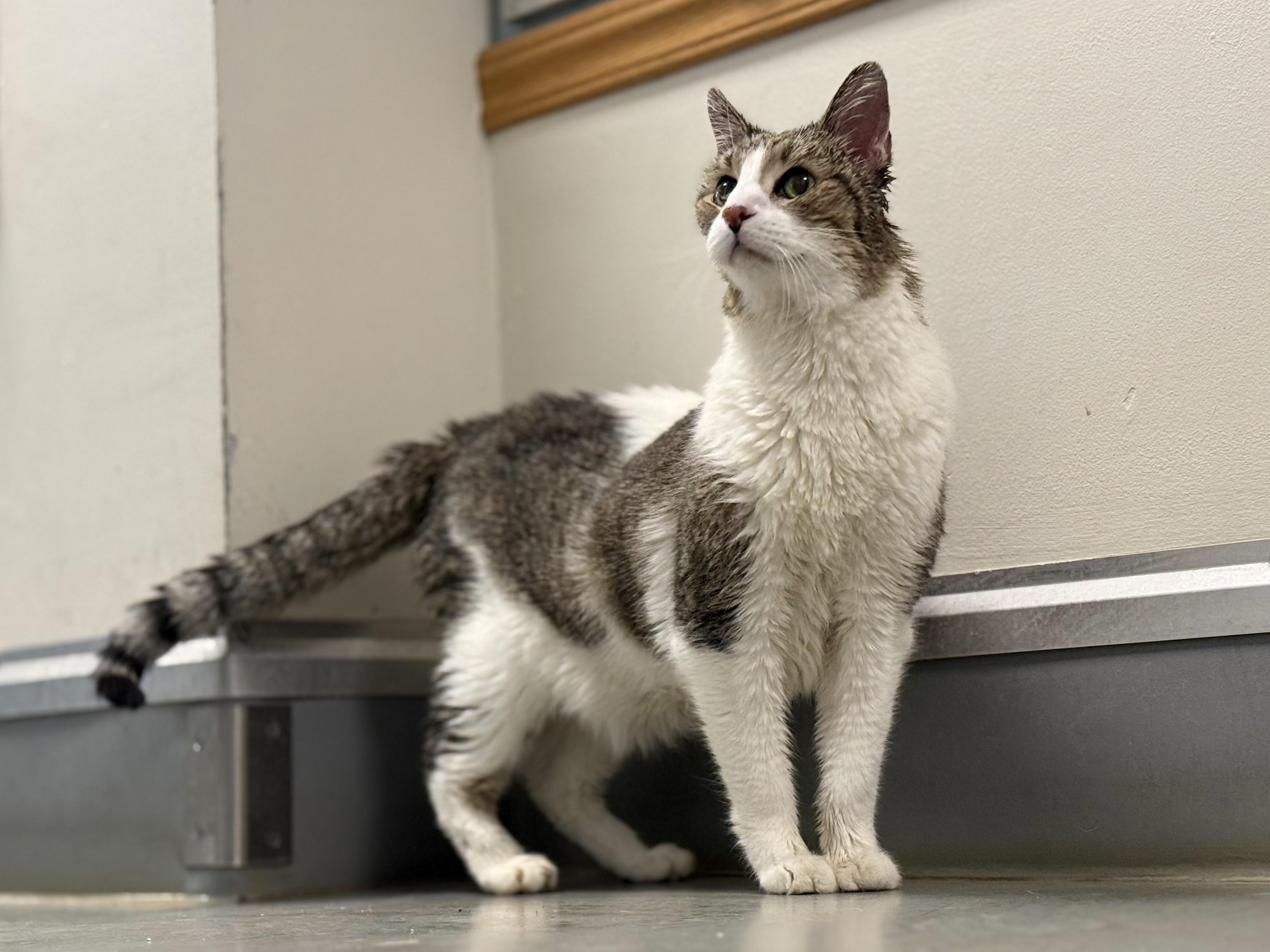 Enlarge Houdini, an adopted mixed breed in Eagle, CO image 6/6