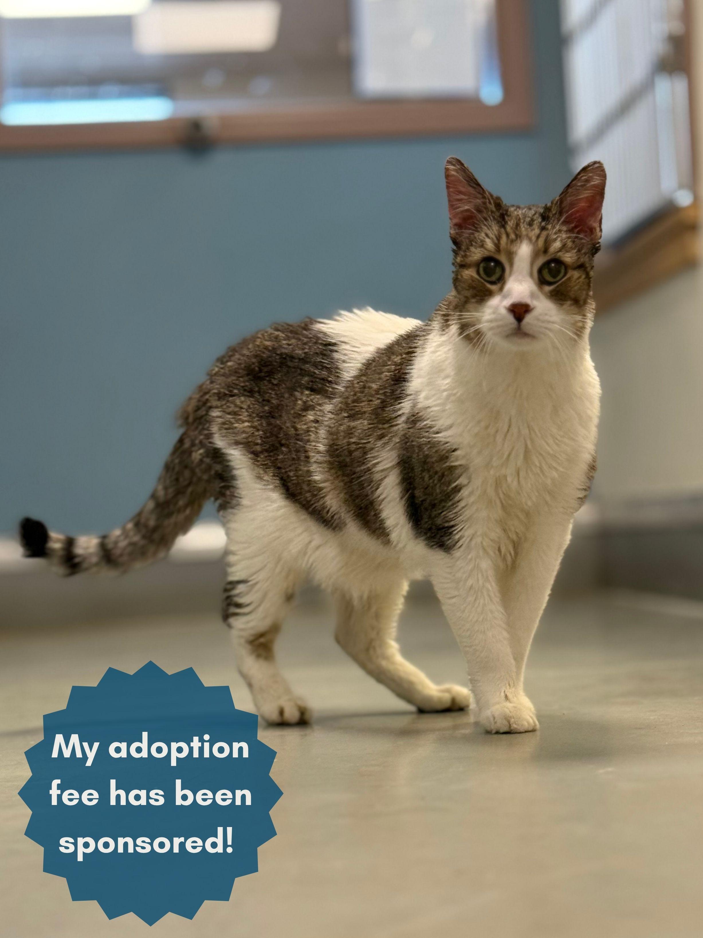 Enlarge Houdini, an adopted mixed breed in Eagle, CO image 1/6