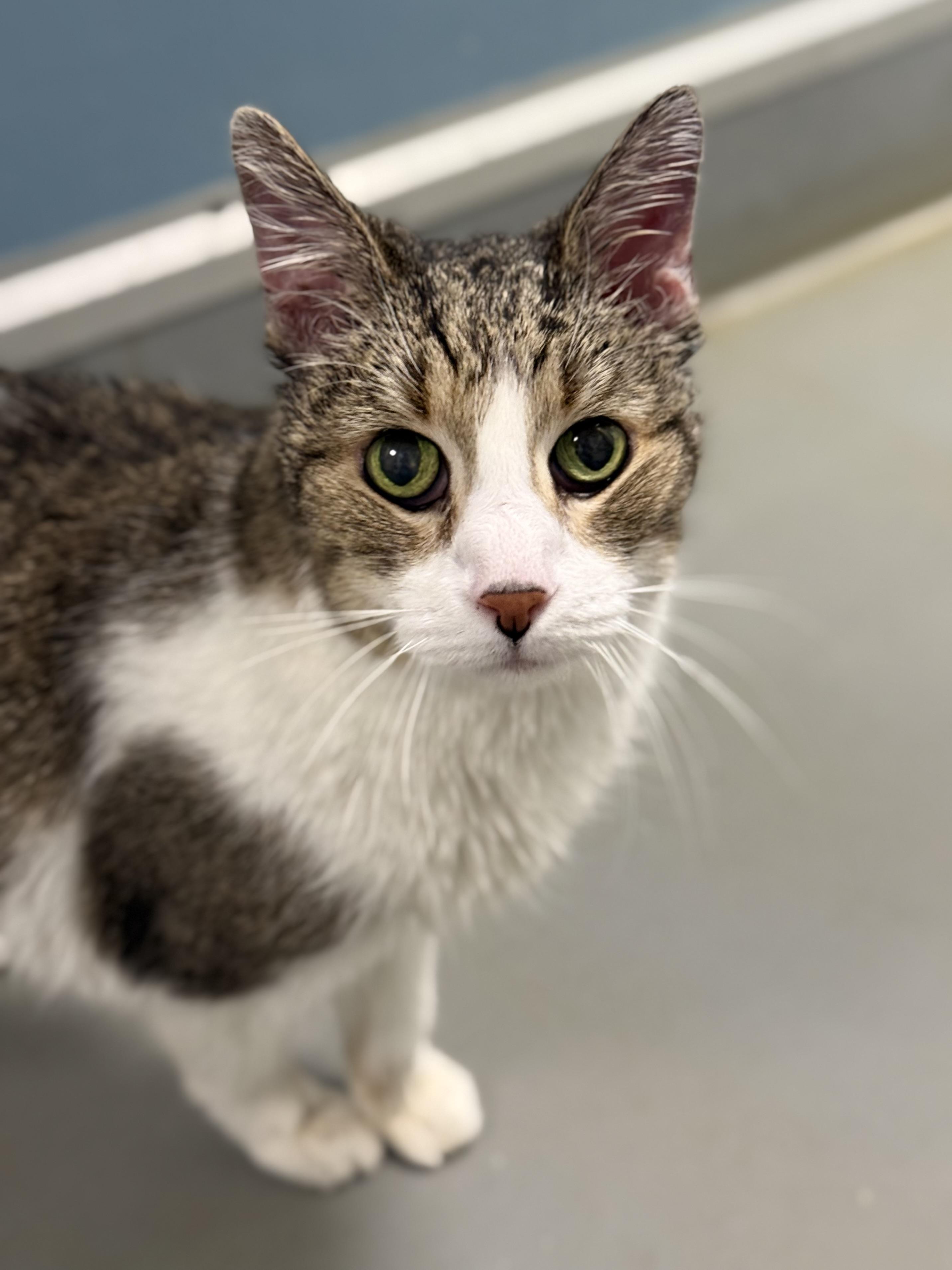 Enlarge Houdini, an adopted mixed breed in Eagle, CO image 3/6