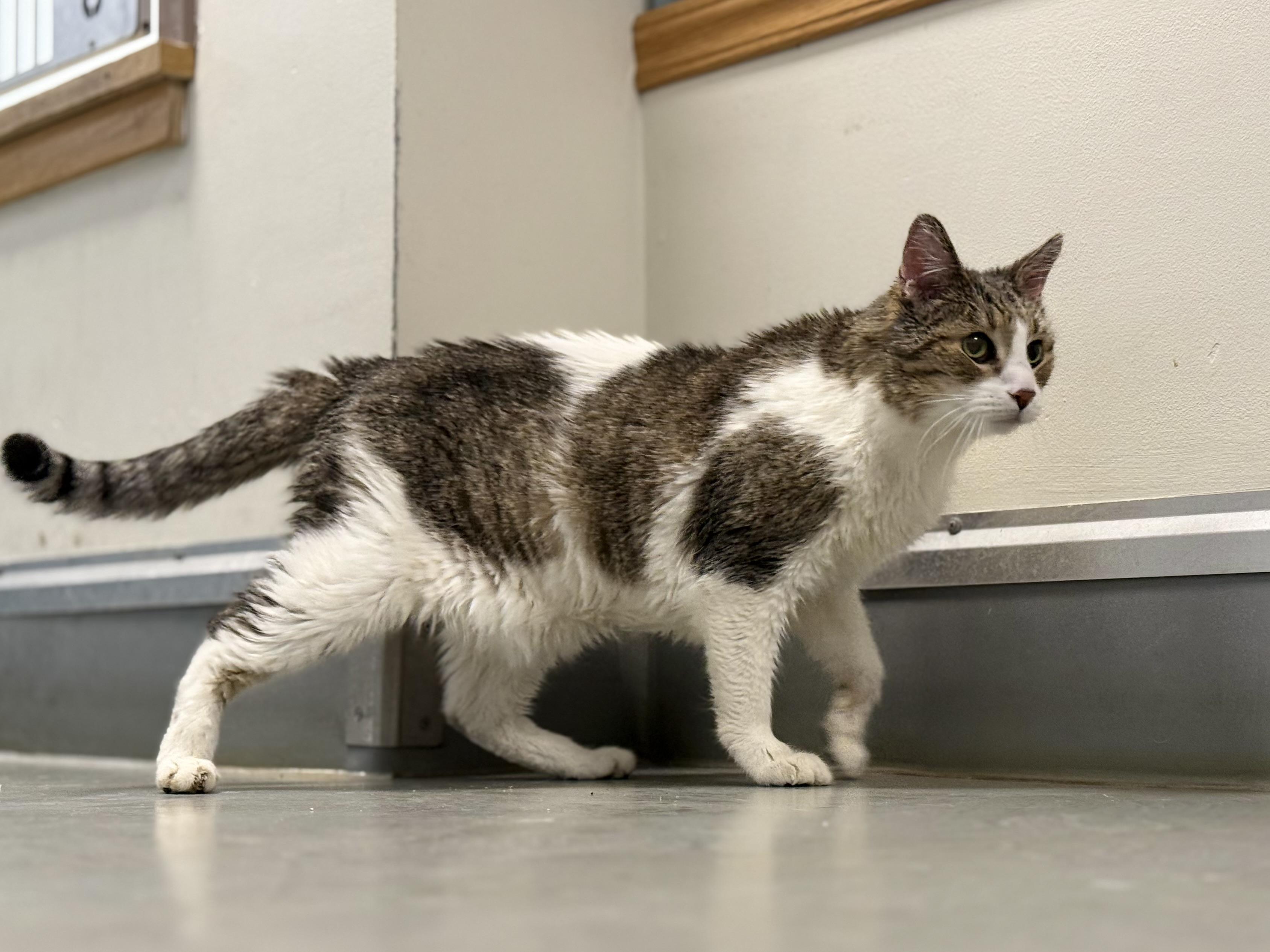 Enlarge Houdini, an adopted mixed breed in Eagle, CO image 4/6