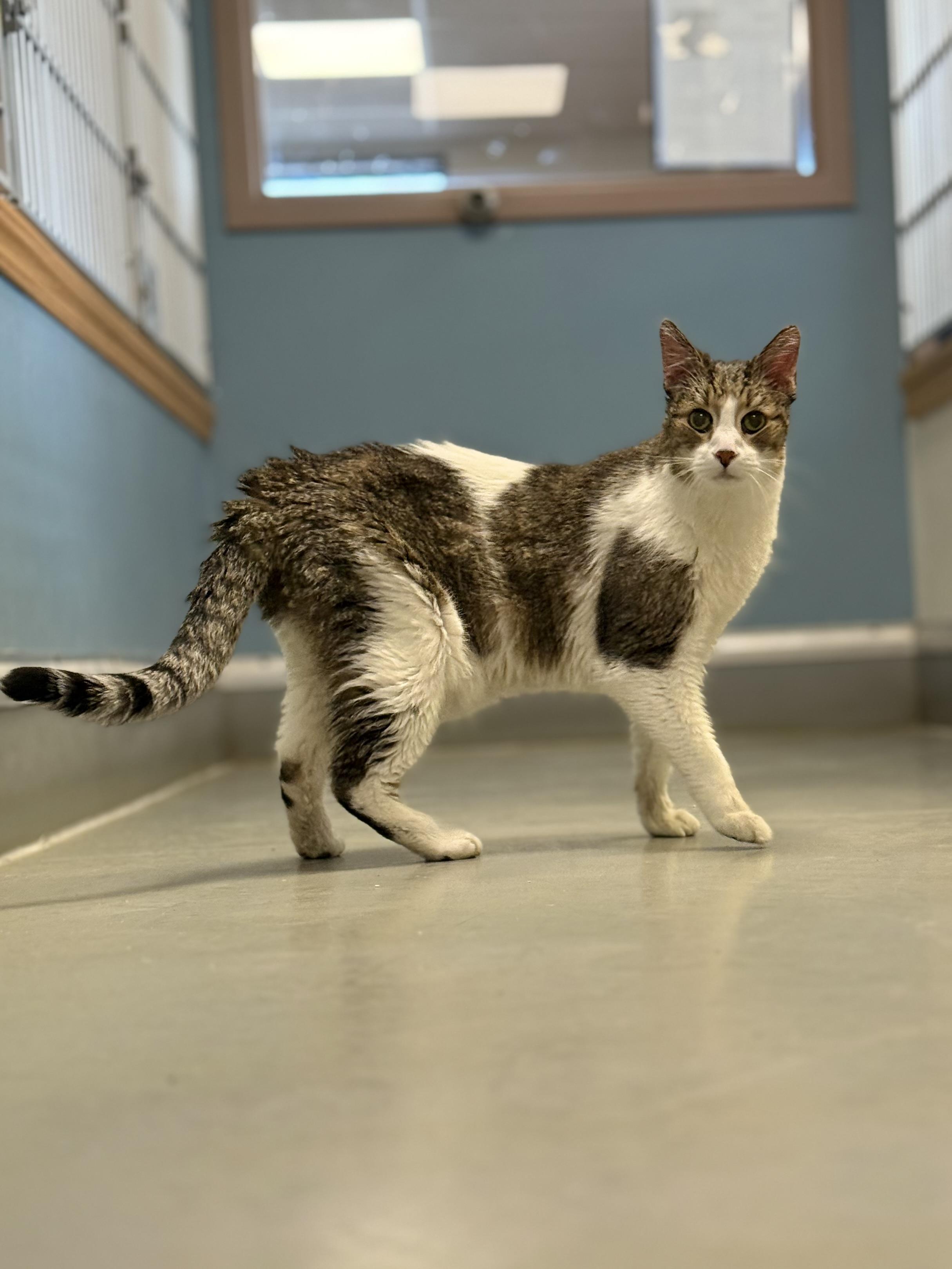 Enlarge Houdini, an adopted mixed breed in Eagle, CO image 2/6