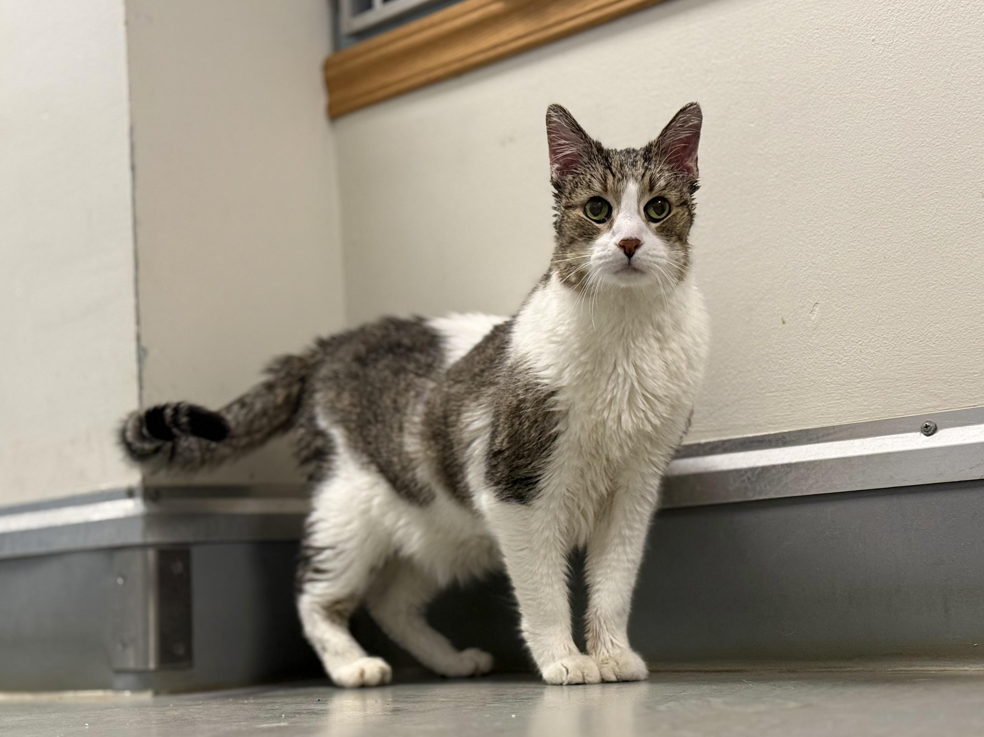Enlarge Houdini, an adopted mixed breed in Eagle, CO image 5/6
