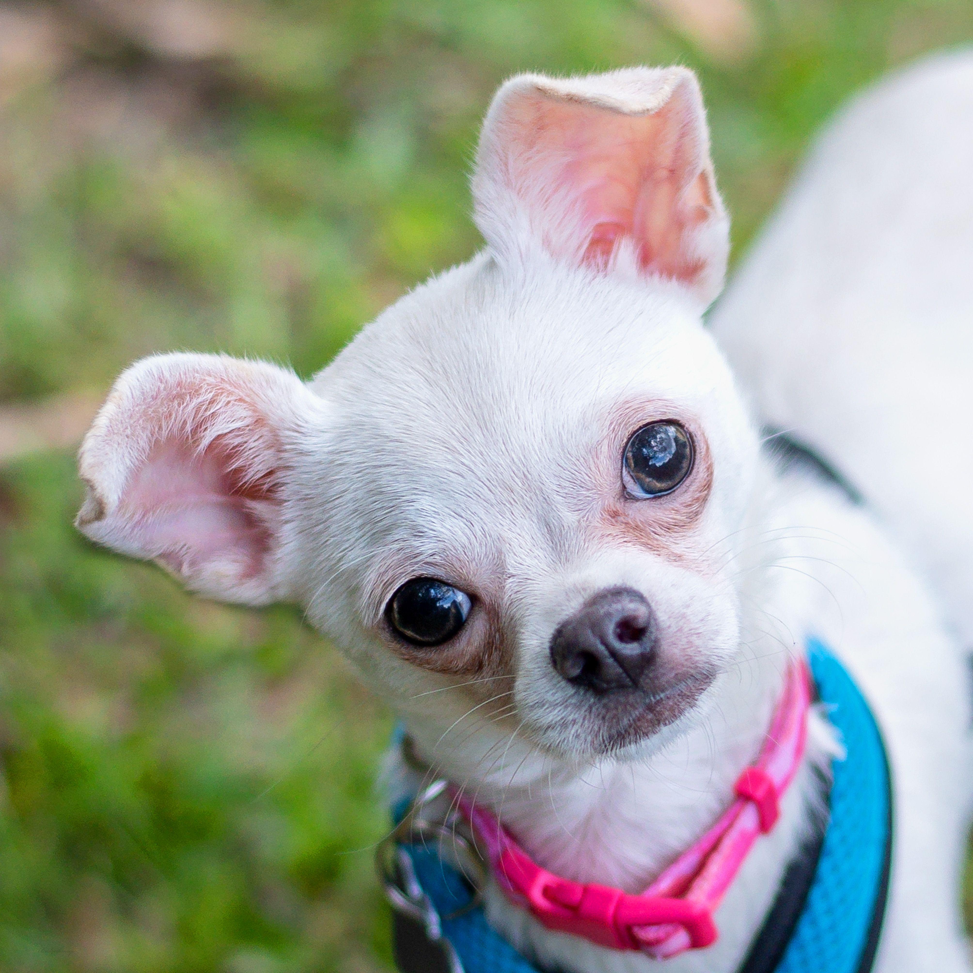 Enlarge Bella, an adopted Chihuahua in Baton Rouge, LA image 1/2