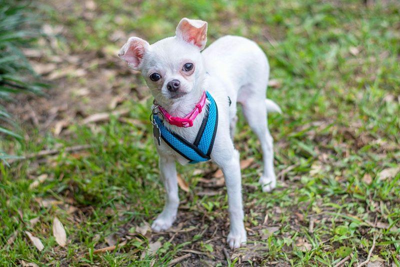 Enlarge Bella, an adopted Chihuahua in Baton Rouge, LA image 2/2