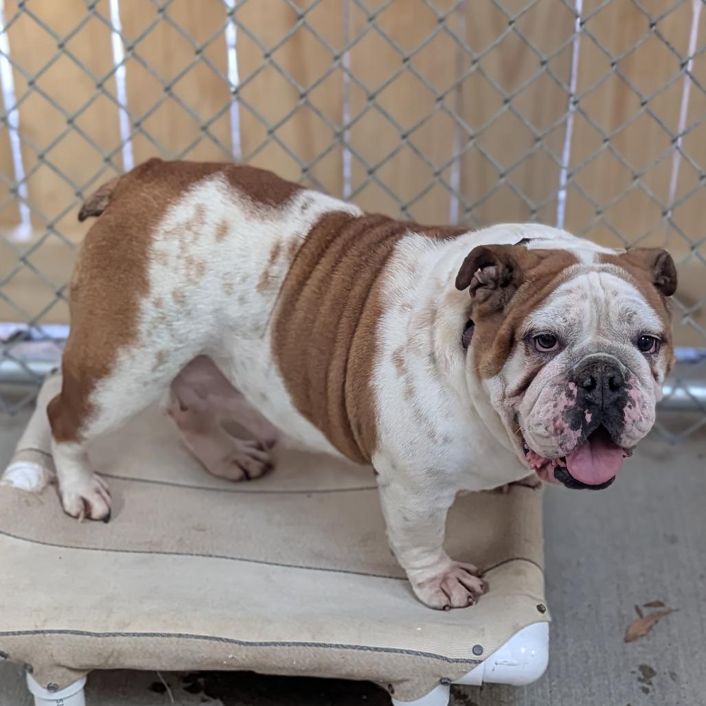 Magnolia — thumbnail 4