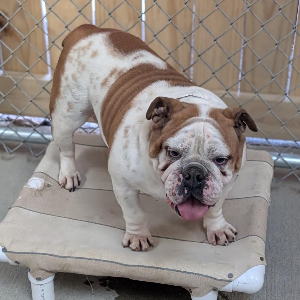 Magnolia — thumbnail 5