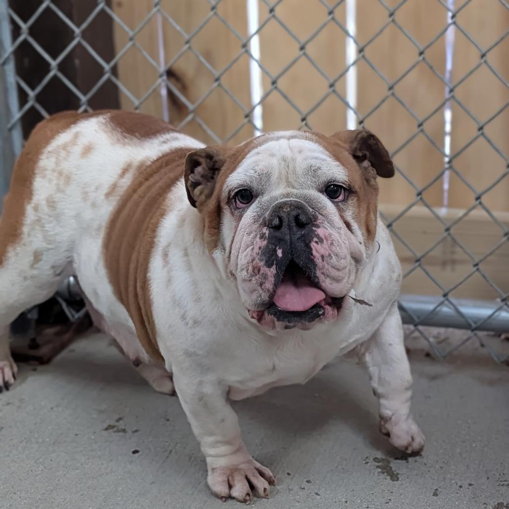 Magnolia — thumbnail 6