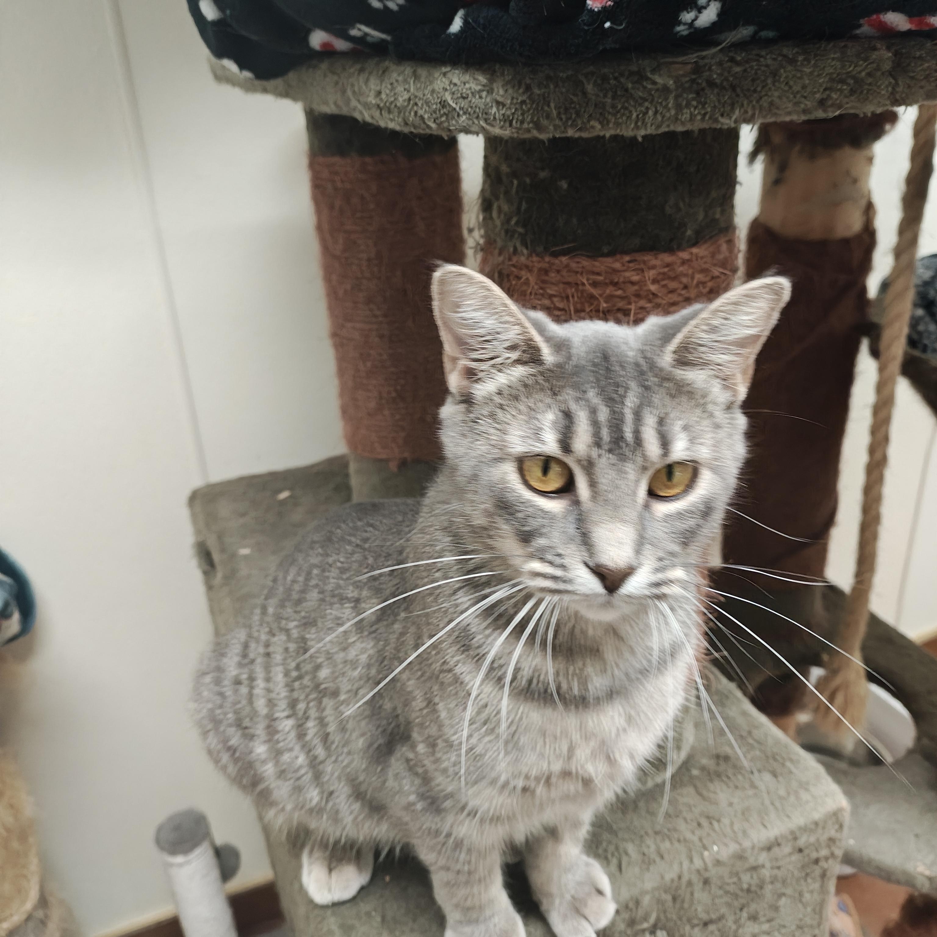 Jane, Adoptable, Adult Female Domestic Short Hair.