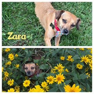 Zara, Adoptable, Adult Female Mixed Breed.