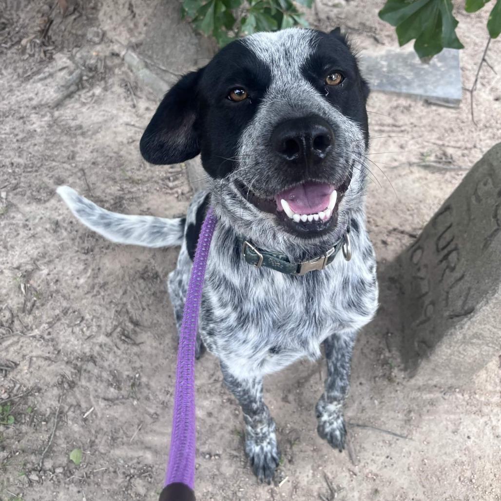 Marlow, a Adoptable mixed breed in Beaumont, TX image 1/5