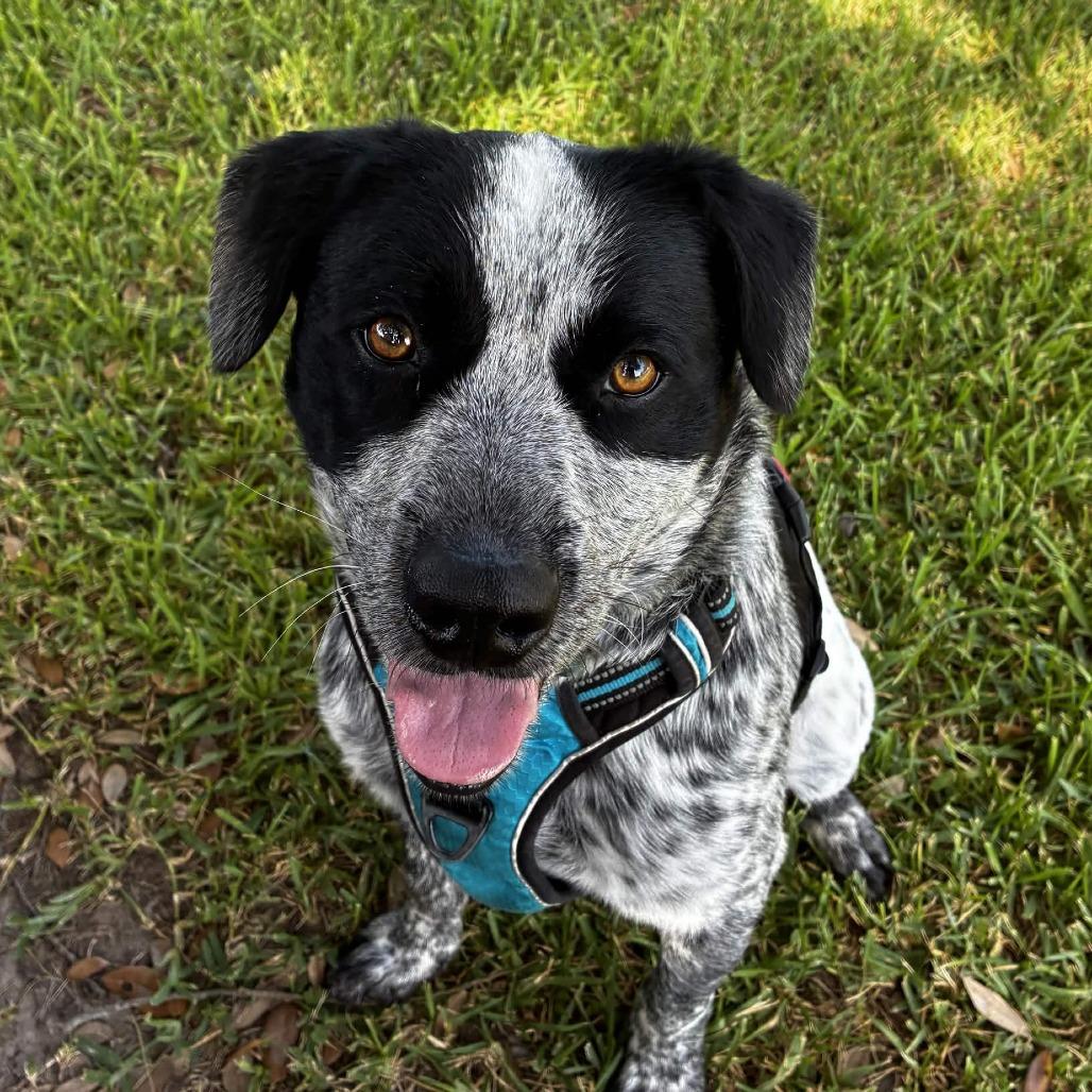 Marlow, a Adoptable mixed breed in Beaumont, TX image 2/6