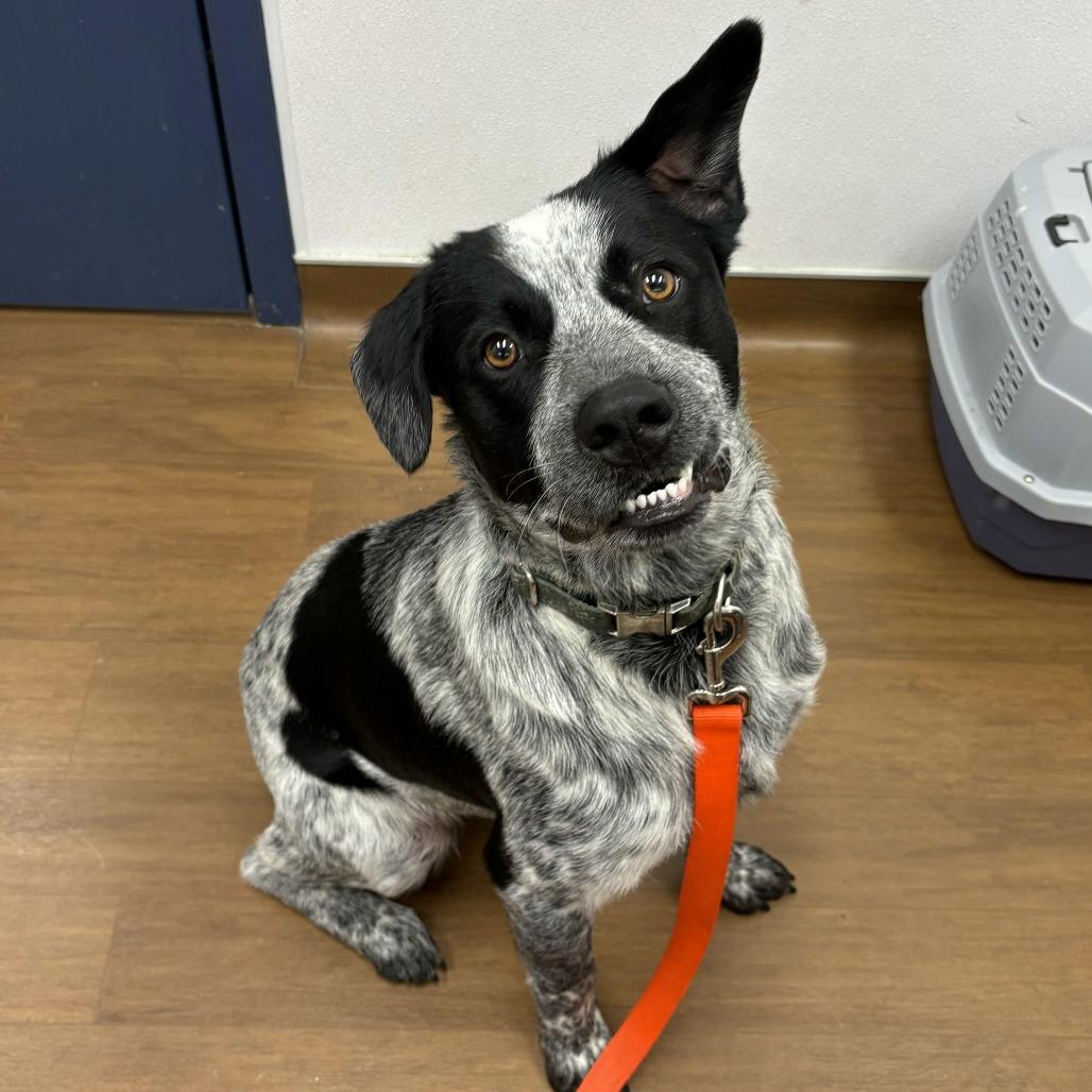 Marlow, a Adoptable mixed breed in Beaumont, TX image 2/5