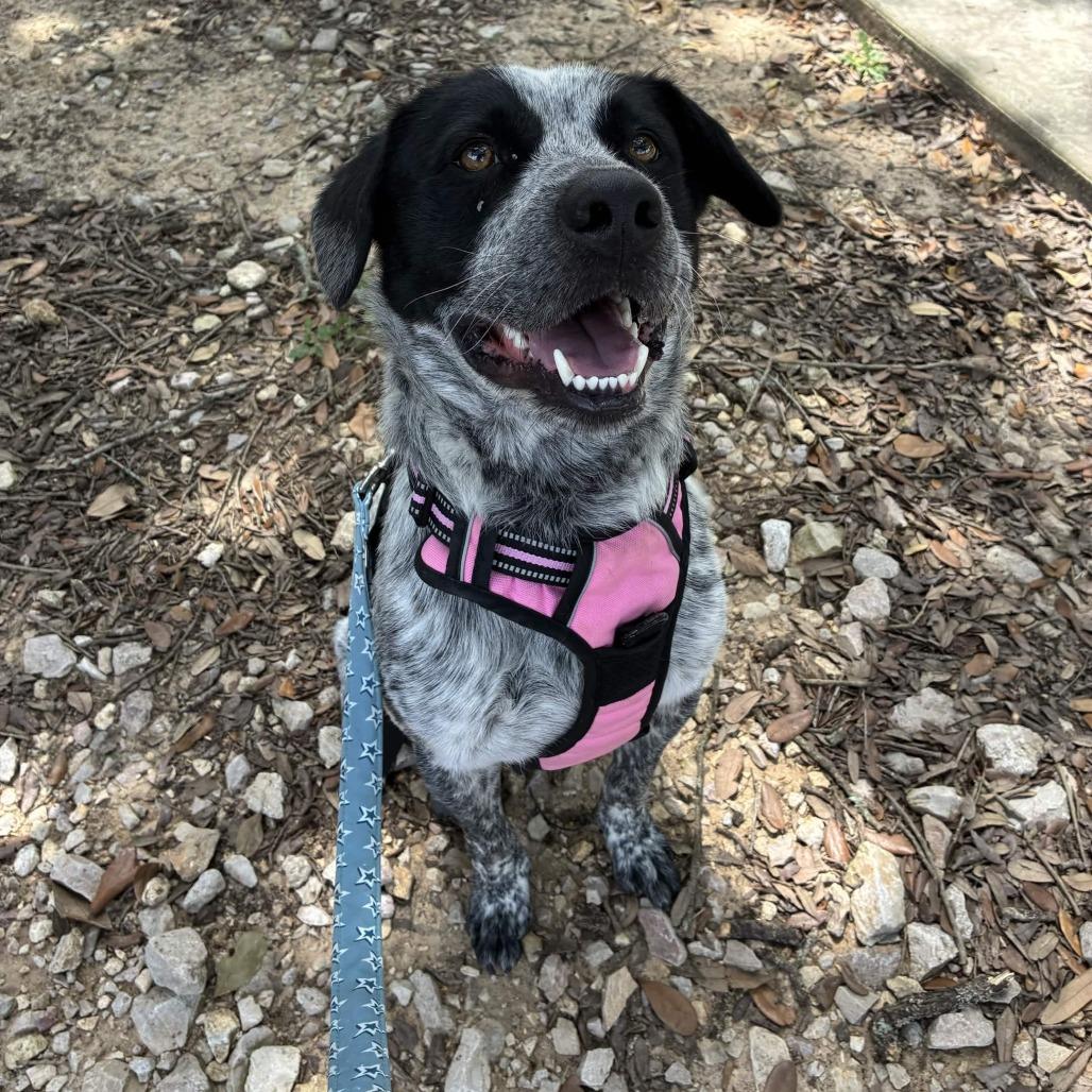 Marlow, a Adoptable mixed breed in Beaumont, TX image 3/5