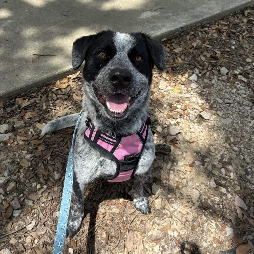Marlow, a Adoptable mixed breed in Beaumont, TX image 4/5