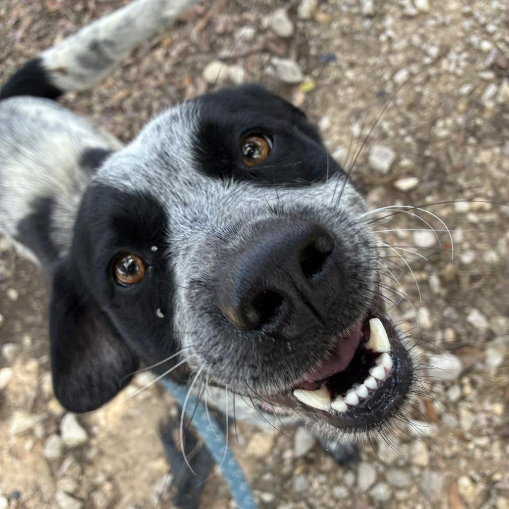 Marlow, a Adoptable mixed breed in Beaumont, TX image 5/5