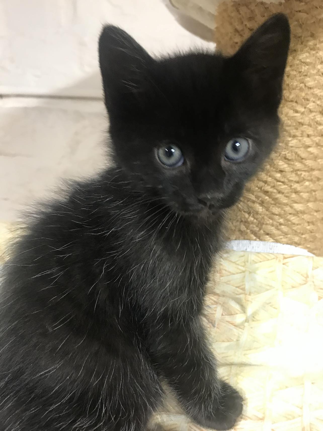 Westfield Homeless Cat Project - vev3wr6