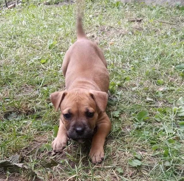 Sarabi, Adopted, Puppy Female Mixed Breed.