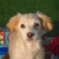 Enlarge Stitch, a Adopted Golden Retriever in Carlsbad, CA image 1/2