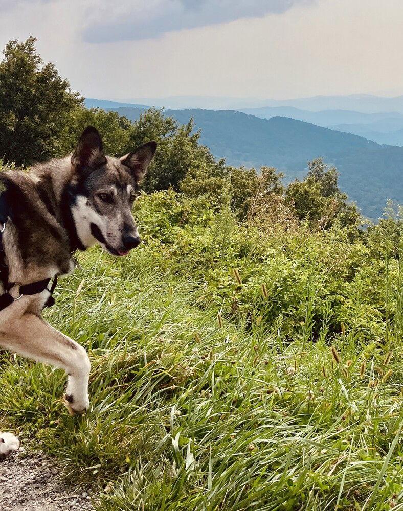 Stella, Adoptable, Adult Female German Shepherd Dog & Husky.
