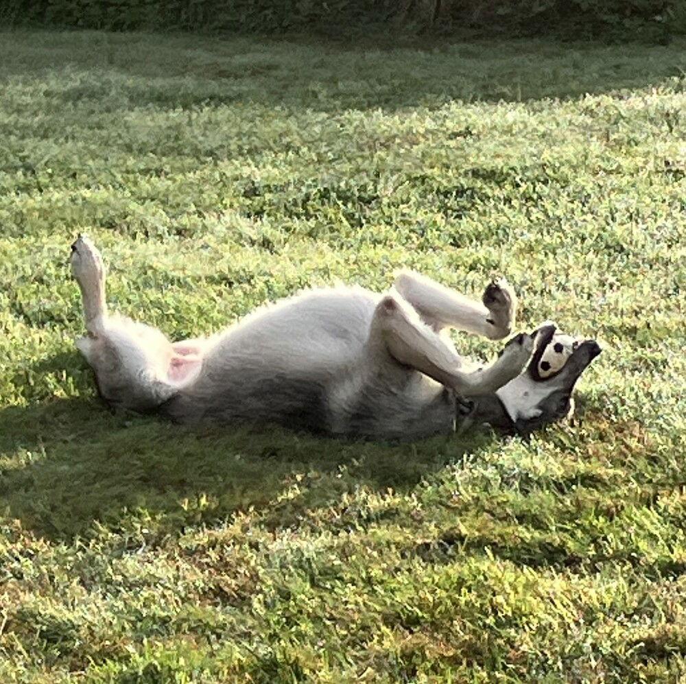 Enlarge Stella, a Adoptable mixed breed in Candler, NC image 2/3