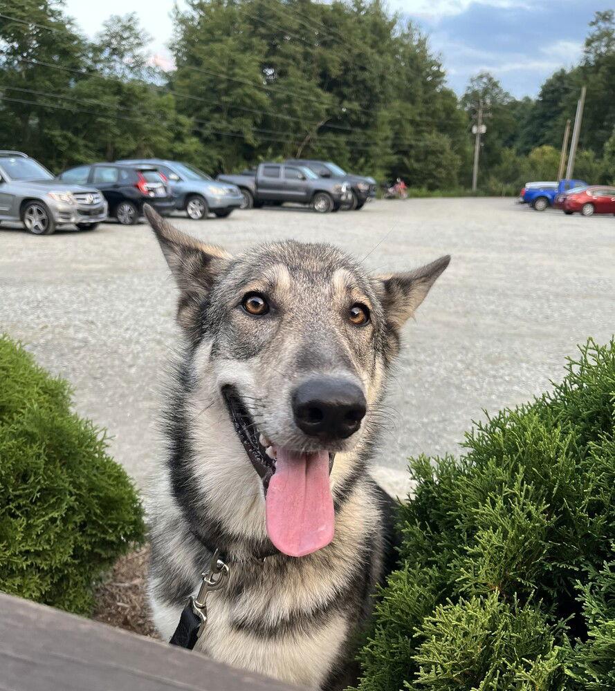 Enlarge Stella, a Adoptable mixed breed in Candler, NC image 3/3