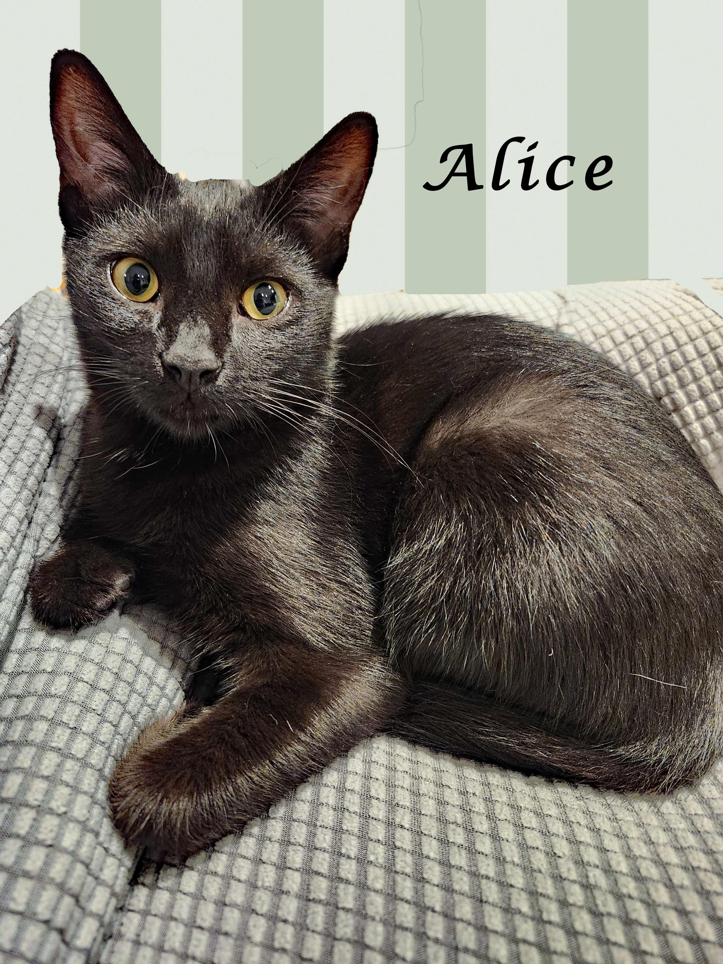 ALICE, Adoptable, Young Female Domestic Short Hair.